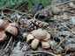 Hármas csillaggomba (Geastrum michelianum), Budai-hegység